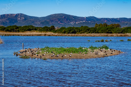 Duck in Remolar Filipines reserve in Barcelona (Catalonia). photo