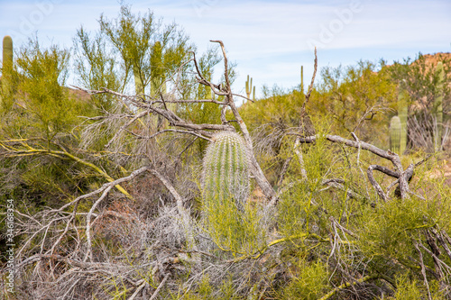 Fototapeta Naklejka Na Ścianę i Meble -  Saguaro National Park in Arizona