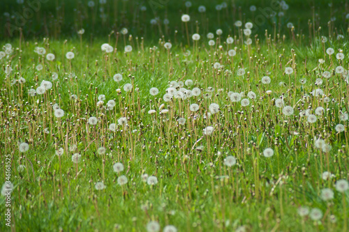 Green field with white dandelions. Close-up of white spring flowers on the ground