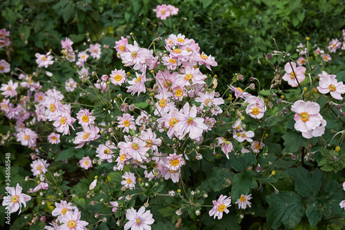 Anemone japonica