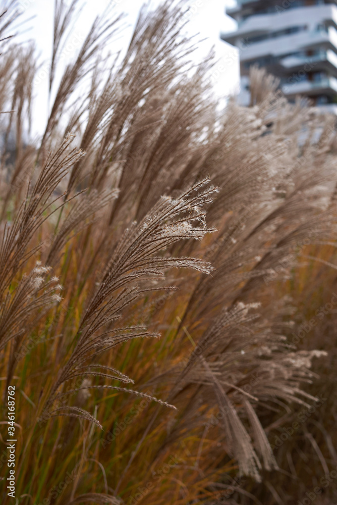 Obraz premium Miscanthus sinensis