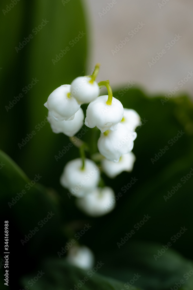 Muguet - gros plan