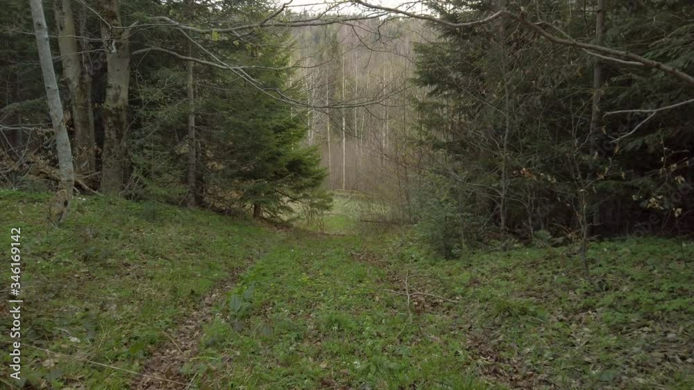 View of a coniferous forest. Tracking shot of trees View of a coniferous forest. Tracking shot of trees