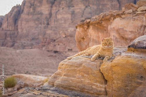Photography Cat on a rock in the desert in Petra,  cat in hidden colors, nature colored wild