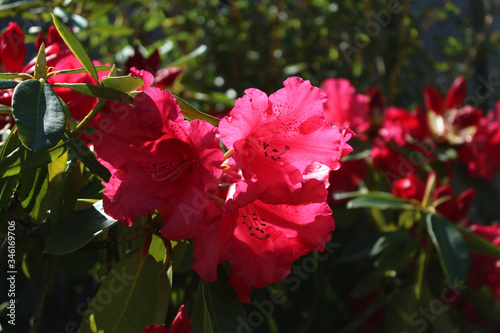 Fleurs roses