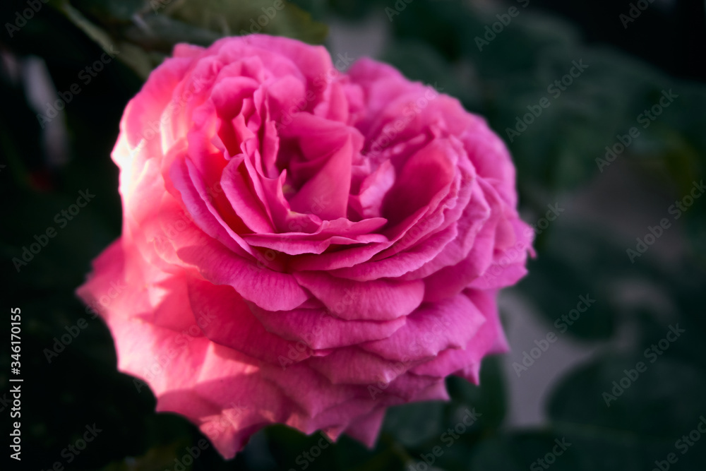 Beautiful red rose in near plan