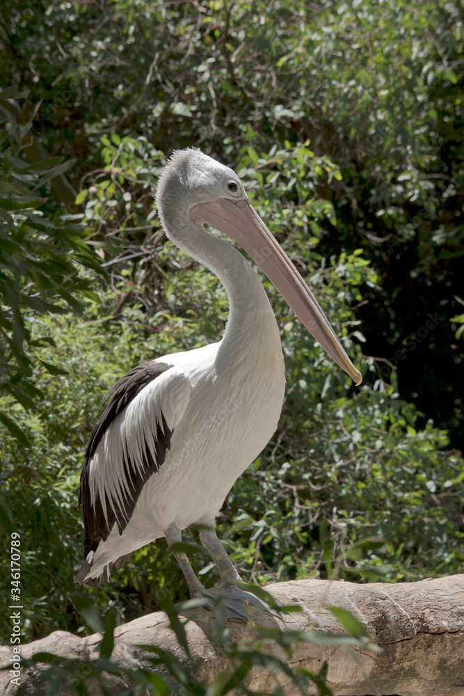 this is a side view of a pelican this is a side view of a pelican