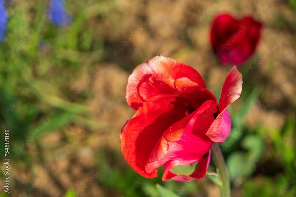 red rose with a view from the top and the ground in the background red rose with a view from the top and the ground in the background