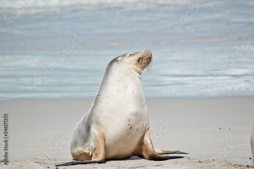 this is a female sea lion at Seal Bay