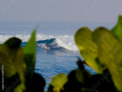 Surfer among the foliage of El Tunco beach, Sunzal, El Salvador