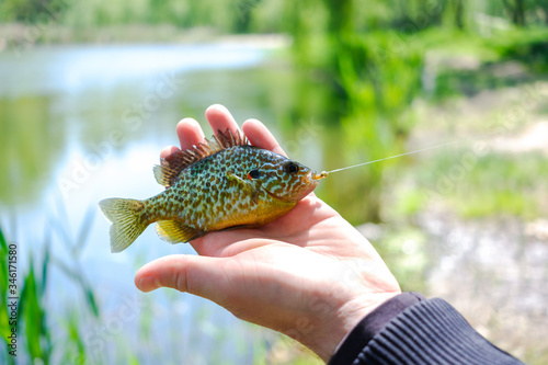 Fototapeta Naklejka Na Ścianę i Meble -  small colored fish in the hands of the fisherman
