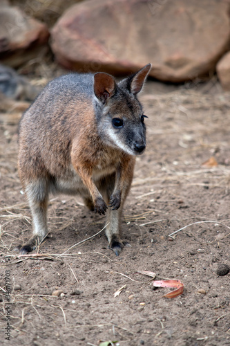 this is a tammar wallaby