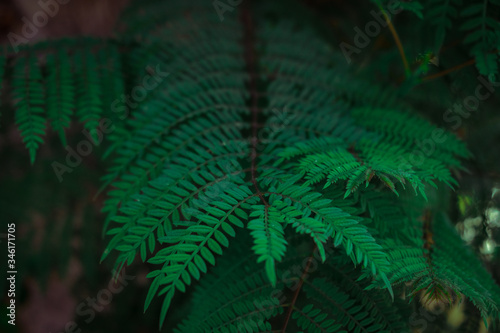 Green tropical leaves on the tree