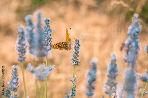Butterfly on lavender flower © Sem