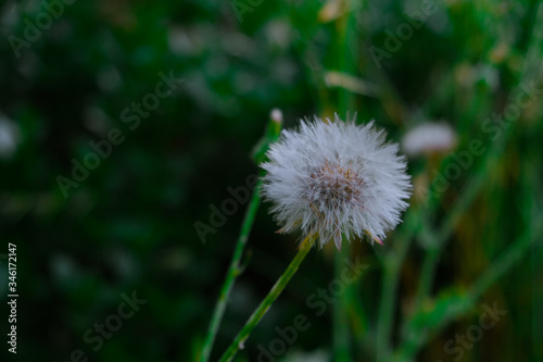 White dandelion in the field