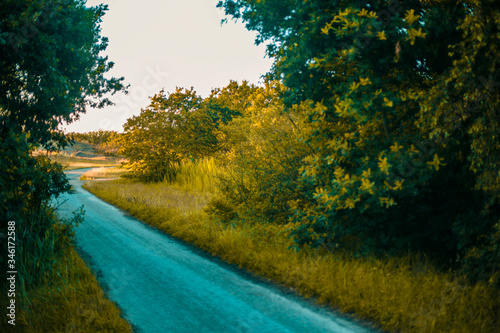 Road through the forest at sunset
