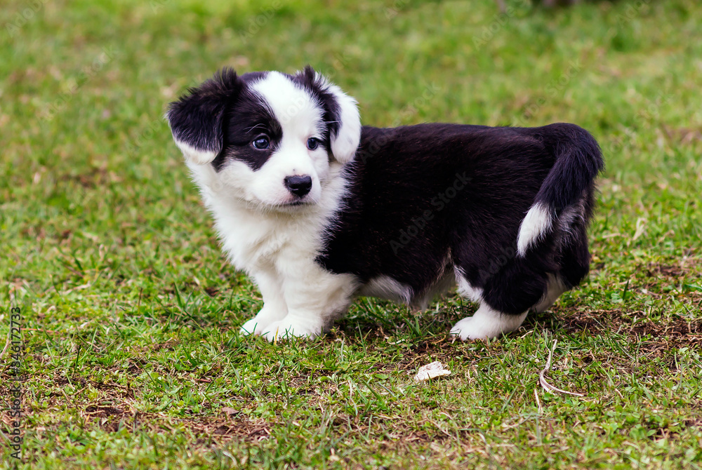 Little cute 1.5 month old Corgi puppy for a walk in the park.