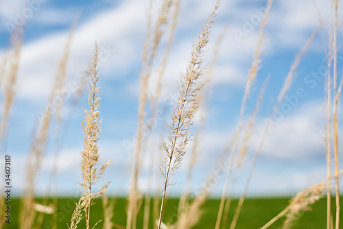 Close-up picture of dry yellow grass on green field with light blue sky and white clouds. Countryside village rural natural background at sunny weather in spring summer. Nature protection concept.