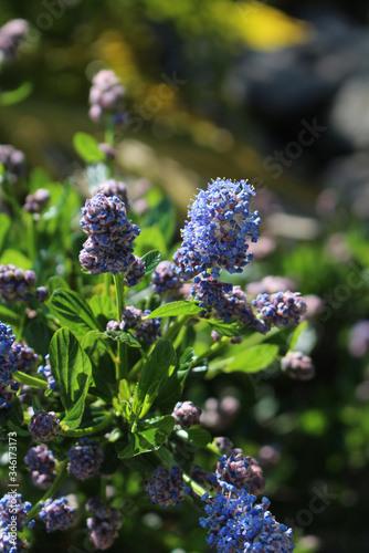 Fleurs violettes