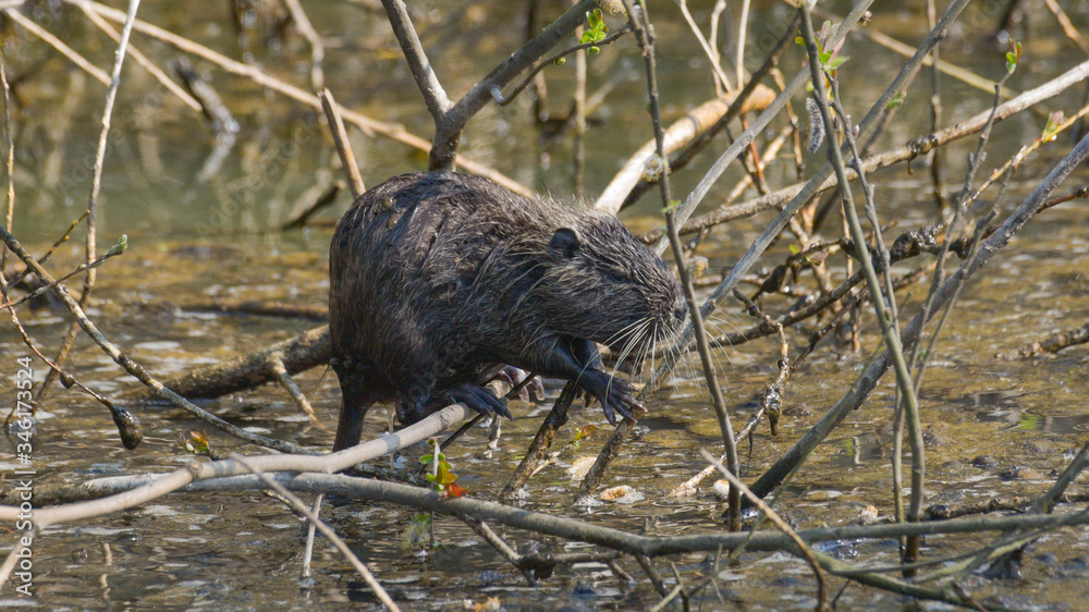 Nutria in primo piano posata sul ramo nella palude Nutria in primo piano posata sul ramo nella palude