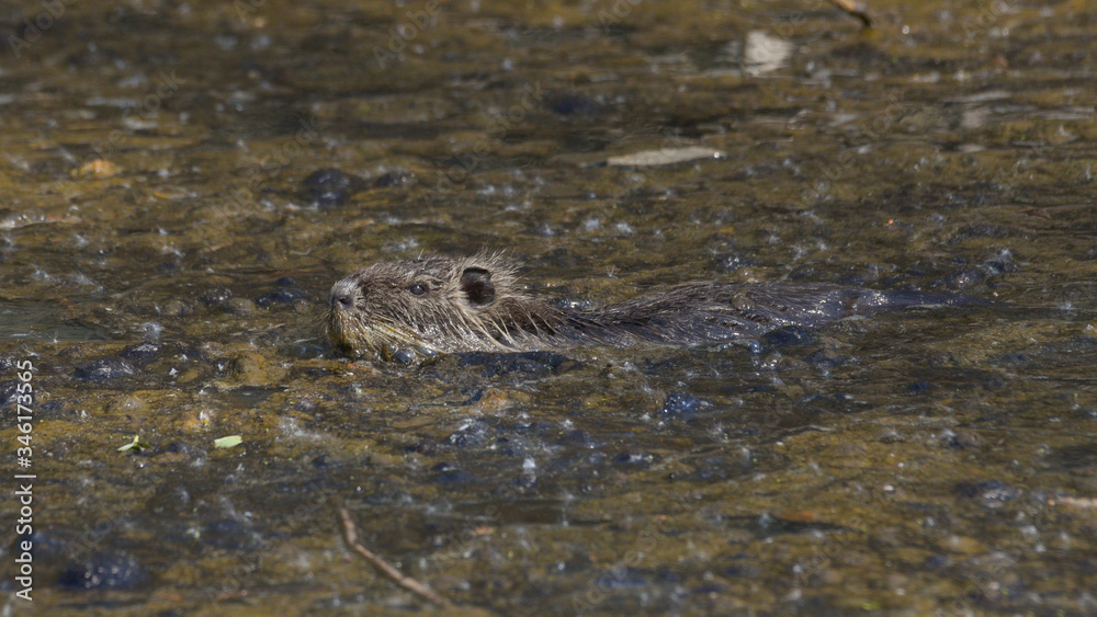 Nutria che nuota sul lago nella palude Nutria che nuota sul lago nella palude