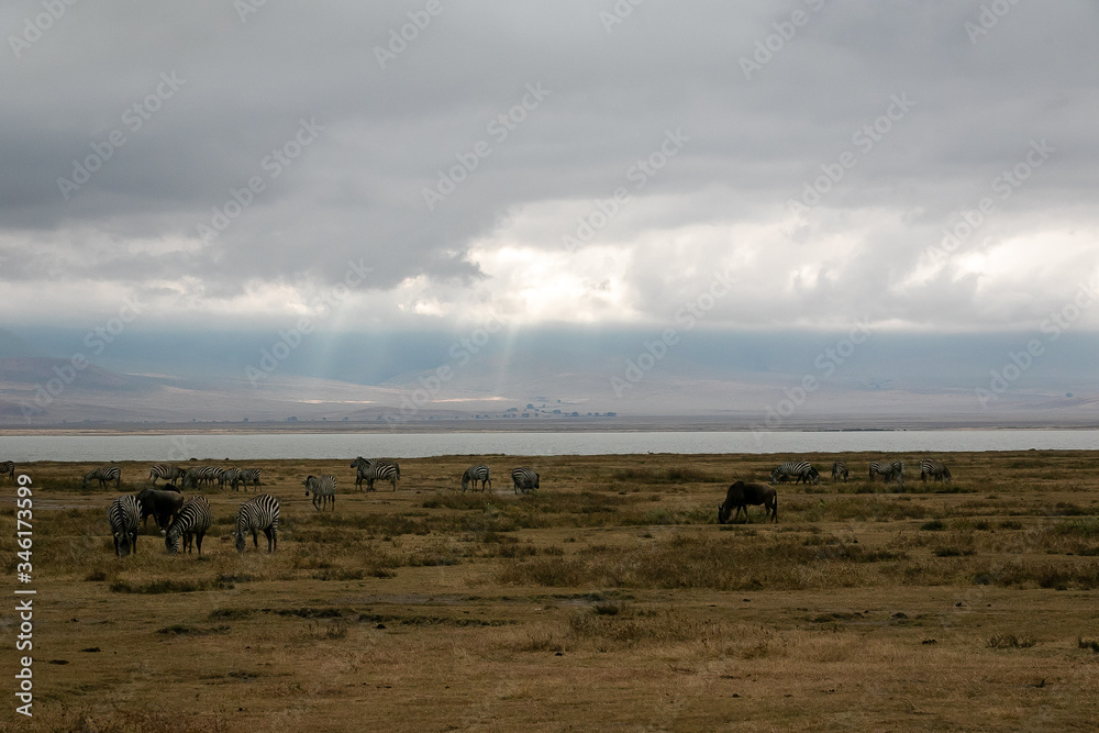 タンザニア・ンゴロンゴロの水辺で見かけたシマウマ・ヌーの群れと、雲間から差す太陽光