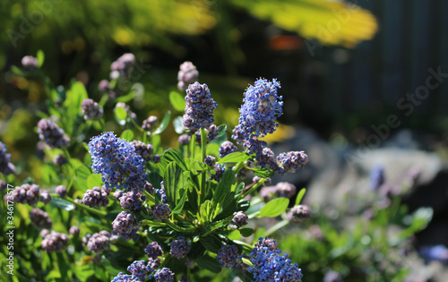 Fleurs violettes