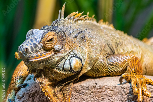 a image of a colourful iguana sitting on a piece of wood taking in the sun 