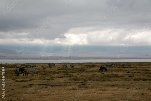 タンザニア・ンゴロンゴロの水辺で見かけたシマウマ・ヌーの群れと、雲間から差す太陽光 © 和紀 神谷