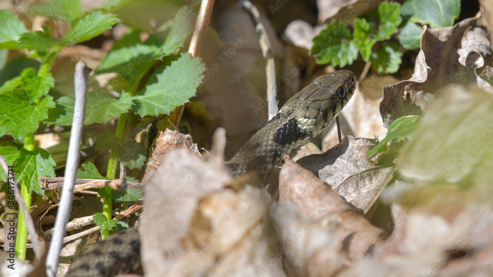 Biscia d'acqua natrice dal collare che spunta tra le foglie del bosco in primavera Biscia d'acqua natrice dal collare che spunta tra le foglie del bosco in primavera
