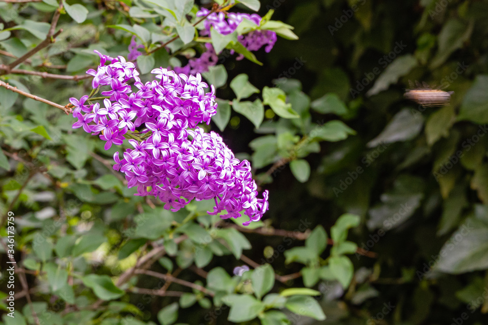 Flowering bushes of mauve lilac microphylla on blurred background of greenery. Selective focus. Spring landscaped garden. Beautiful flowers in large purple inflorescence. Nature concept for design. Flowering bushes of mauve lilac microphylla on blurred background of greenery. Selective focus. Spring landscaped garden. Beautiful flowers in large purple inflorescence. Nature concept for design.