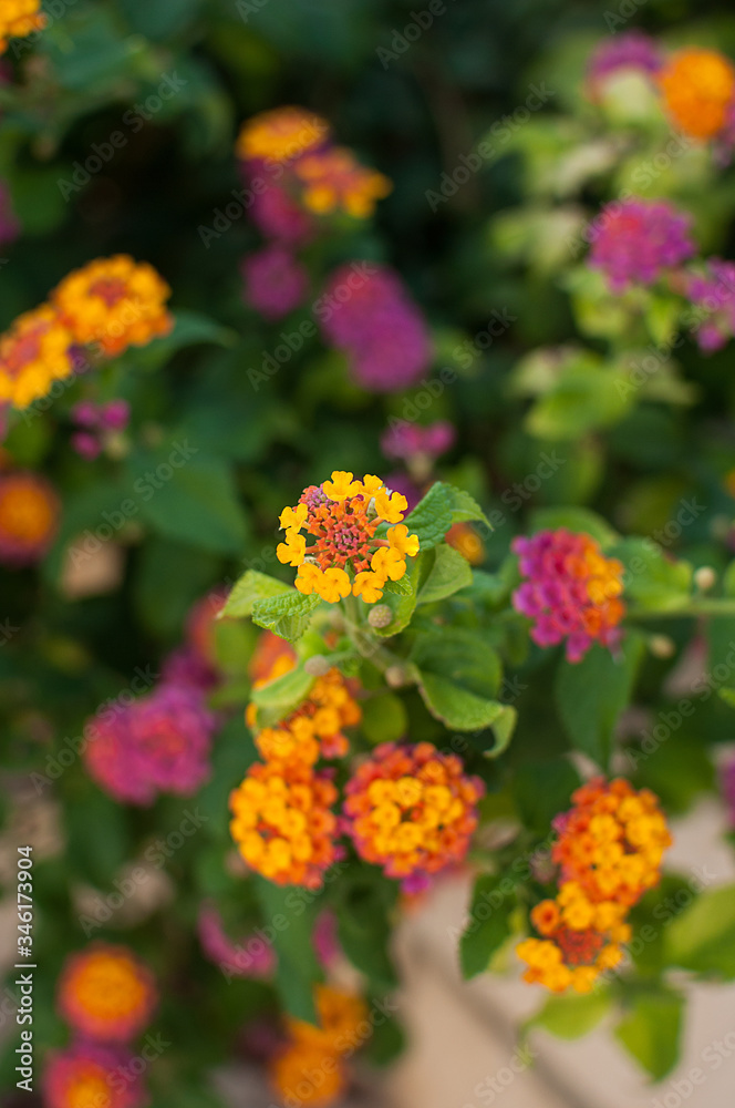 Beautiful multicolored flowers on the Mediterranean sea, selective focus Beautiful multicolored flowers on the Mediterranean sea, selective focus