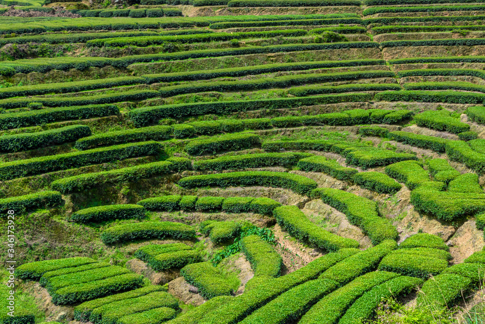 China's green tea garden. Spring tea plantation.