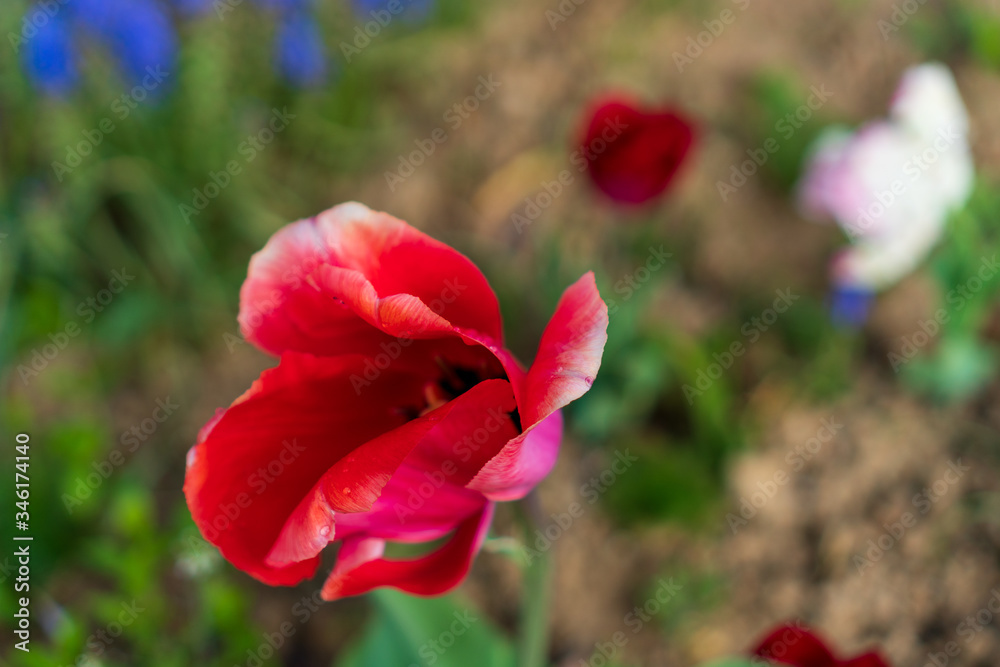 red tulips with dew on the leaves and soil in the background red tulips with dew on the leaves and soil in the background