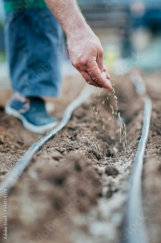 a man sows seeds in the ground, a watering hose is in rows