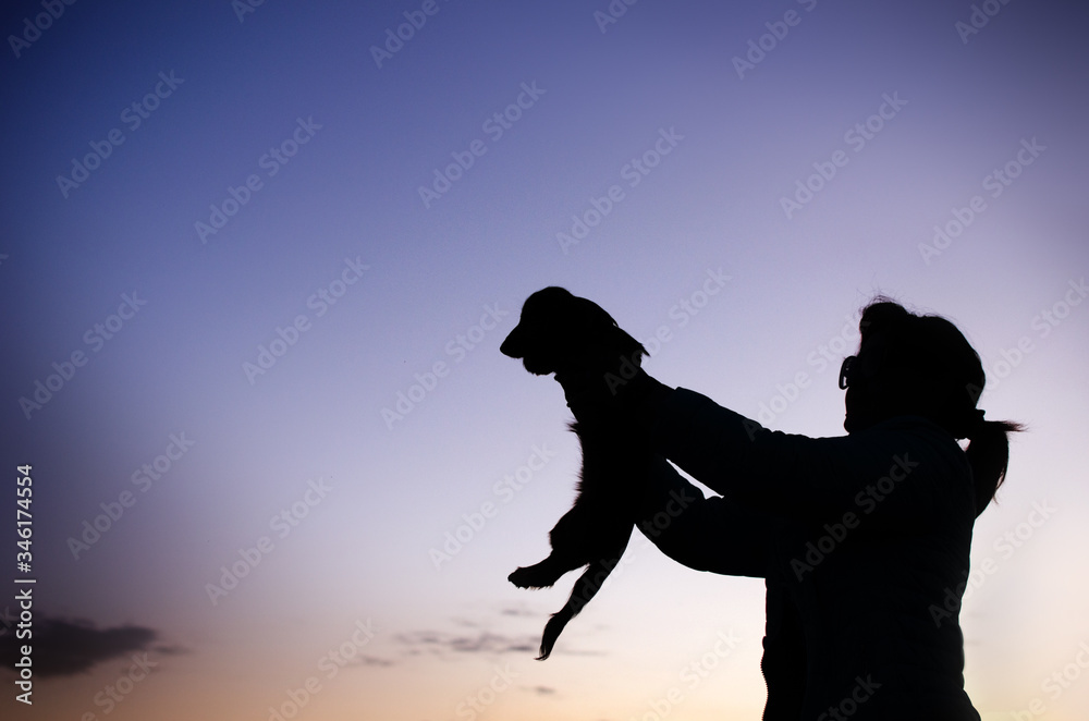 lovely portrait of a long-haired dachshund puppy dog ​​silhouette at sunset
