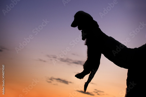 lovely portrait of a long-haired dachshund puppy dog ​​silhouette at sunset 