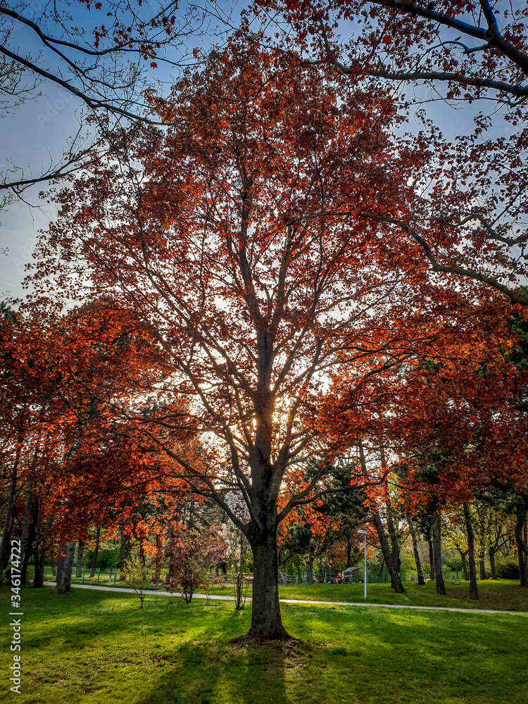 Fototapeta premium Amazing vibrant sunrays through branches of tree on meadow on sunny spring afternoon. Colorful red tree with warm yellow sunlight at twilight sunset.