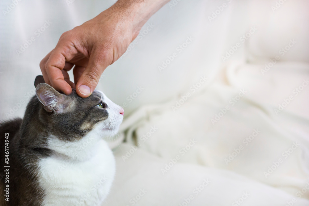 a male hand touch the head of a white gray adult pampered Cat on white background. Family Pet. Emotional Support Animal. Pets care concept. Close up. Space for text