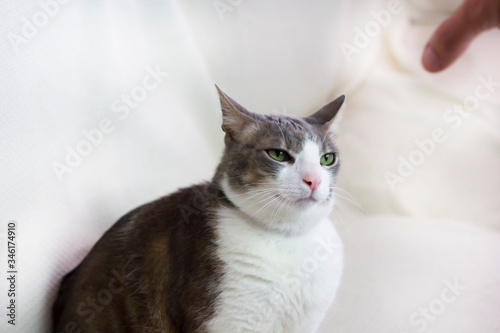 A white gray adult pampered angry Cat looking to the human hand on white background. Family Pet. Emotional Support Animal. Pets care concept. Pets emotions concept. Close up. Space for text