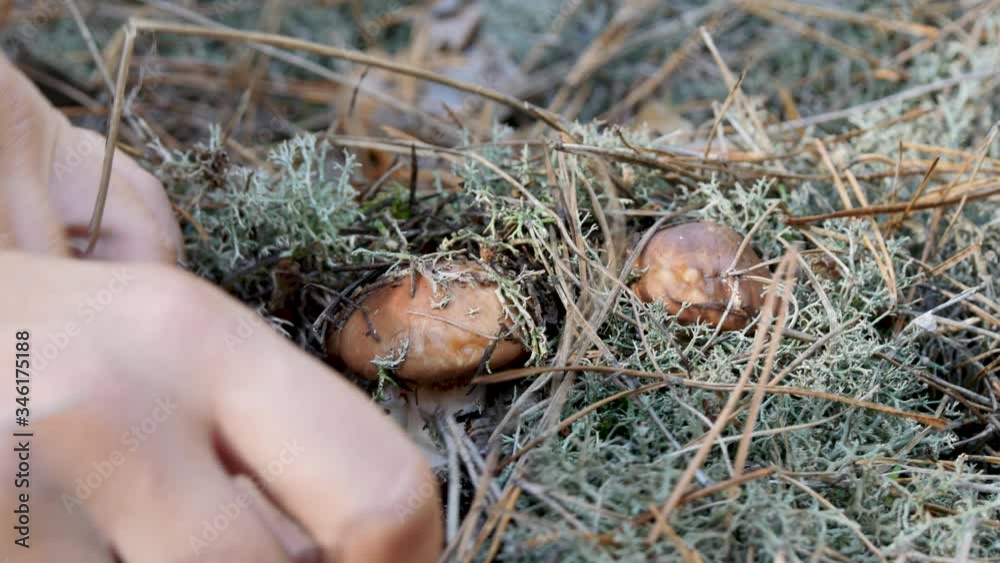 Woman Collecting Edible Mushrooms From a Coniferous Forest. Greasers Mushrooms Hidden in Moss and Pine Needles