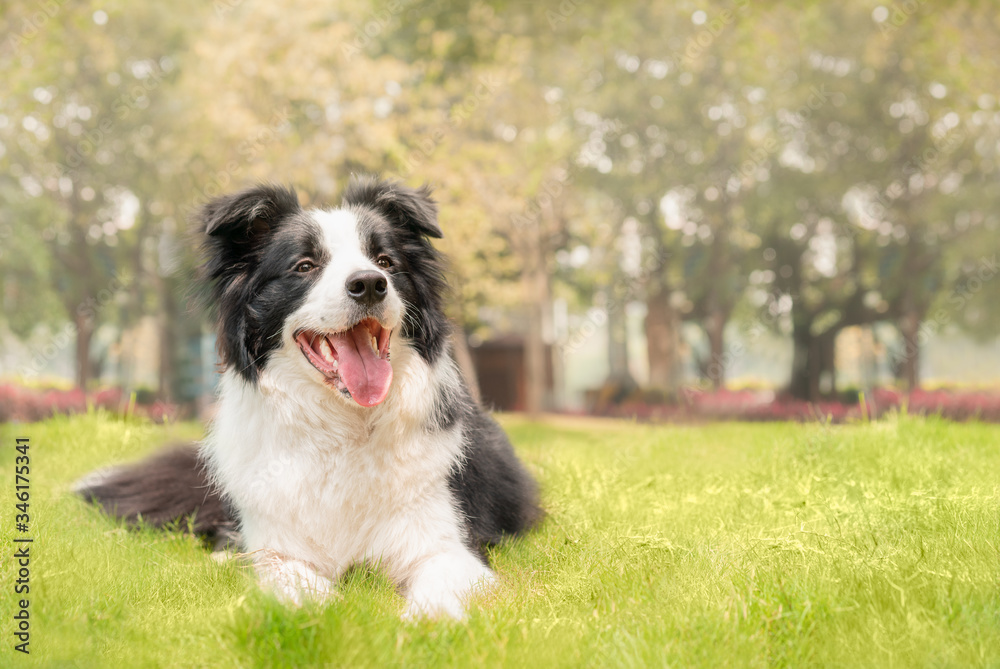 Dog lying on the grass is grinning happily Dog lying on the grass is grinning happily