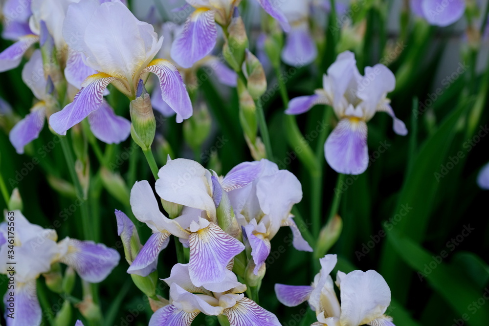 Obraz premium Iris in a city park Floral background for web design