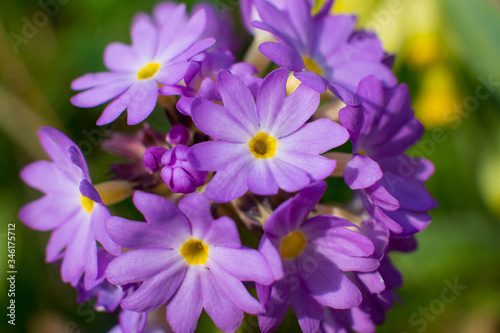 Lilac flower. Against a background of green grass.