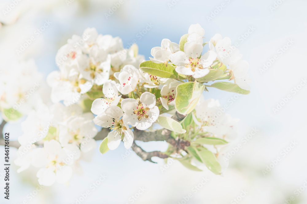 Blooming fruit tree in the garden