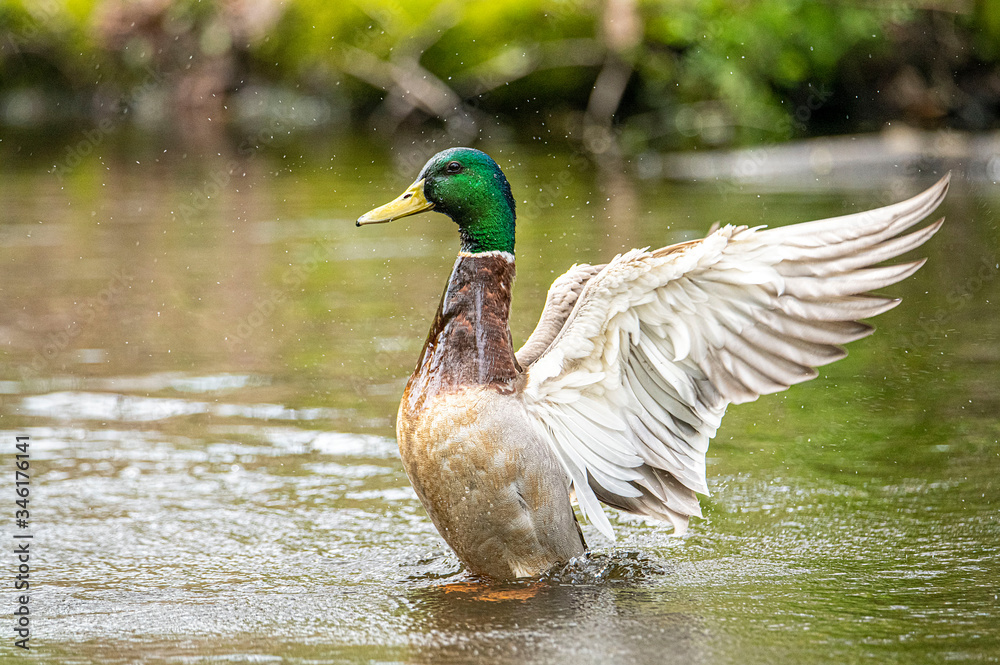 Obraz premium Male Mallard Drake Duck in Lake Bathing with Wings Open and Reflection