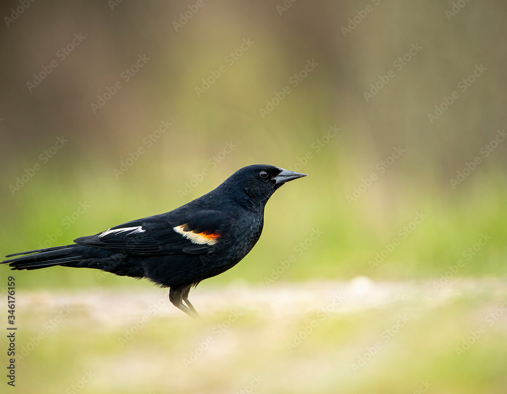 Red Winged Blackbird Portrait on Ground with a Beautiful Colorful Blurred Smooth Background Red Winged Blackbird Portrait on Ground with a Beautiful Colorful Blurred Smooth Background