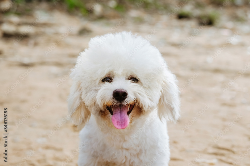 Puppy sticking its tongue out on the beach and smiling