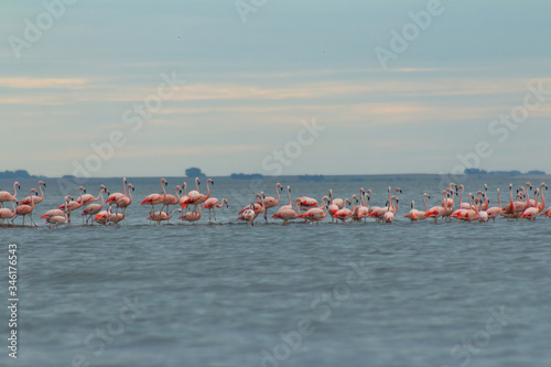 Group of flamingos resting in the epecuen lake, carhue , Argentina. photo