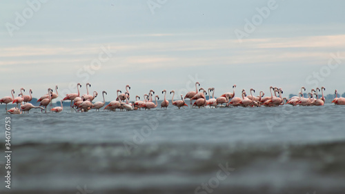 Group of flamingos resting in the epecuen lake, Argentina.